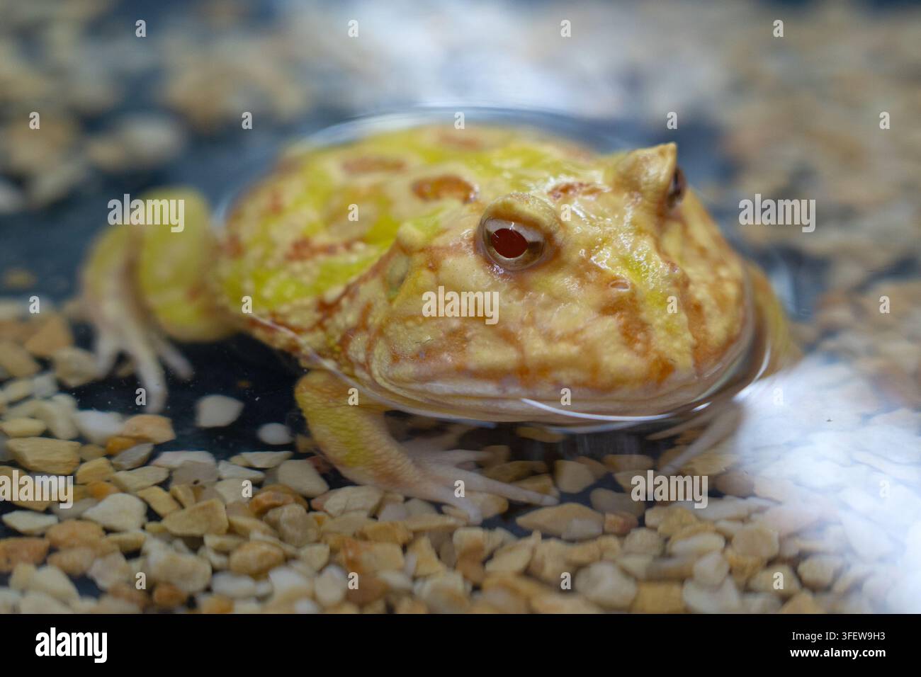 Grenouille jaune Pacman submerger le hald dans l'eau Banque D'Images