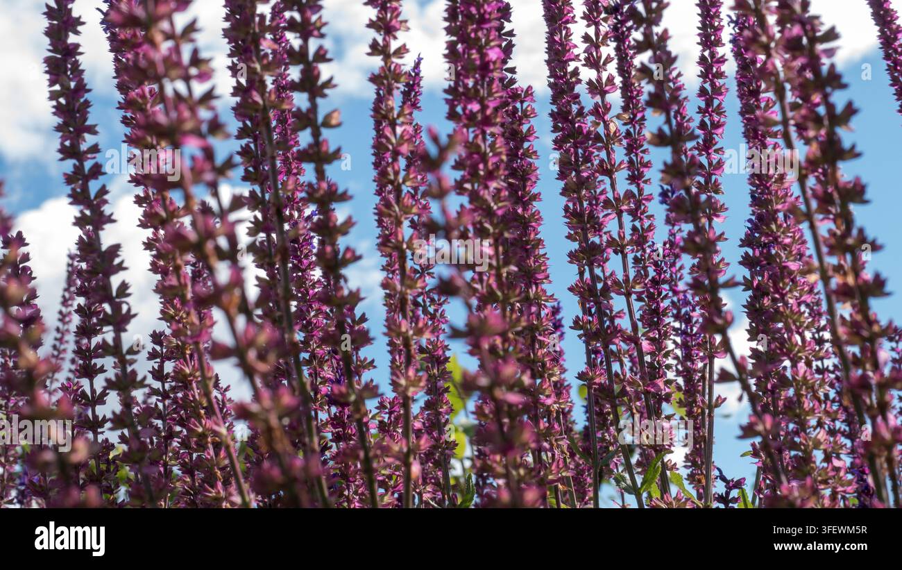 Sauge des bois Salvia nemorosa en épis violet et rose dans une bordure estivale — Concept : Plantation amie des pollinisateurs Banque D'Images