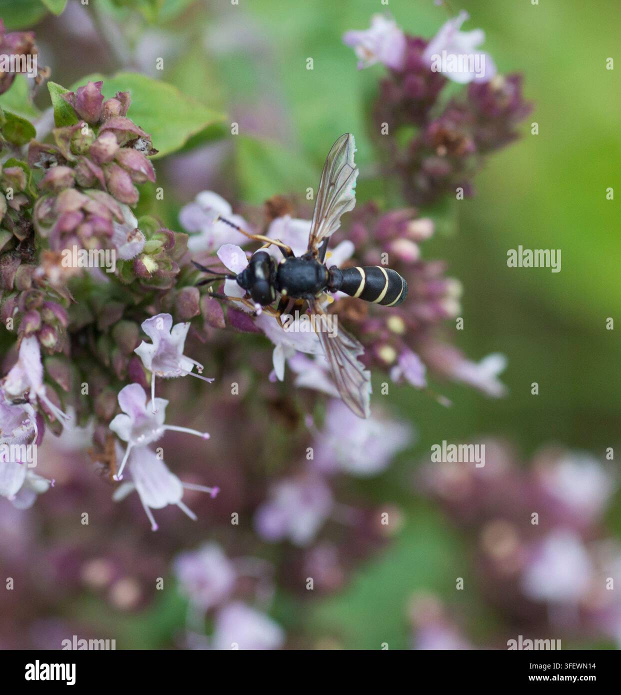 Conops Flavipes Mouche épineuse Conops flavipes est une espèce de mouche du genre Conops dans la famille des Conopidae. Leurs larves sont des endoparasites des bourdons du genre Bombus. Elle est commune dans une grande partie de l'Europe Banque D'Images