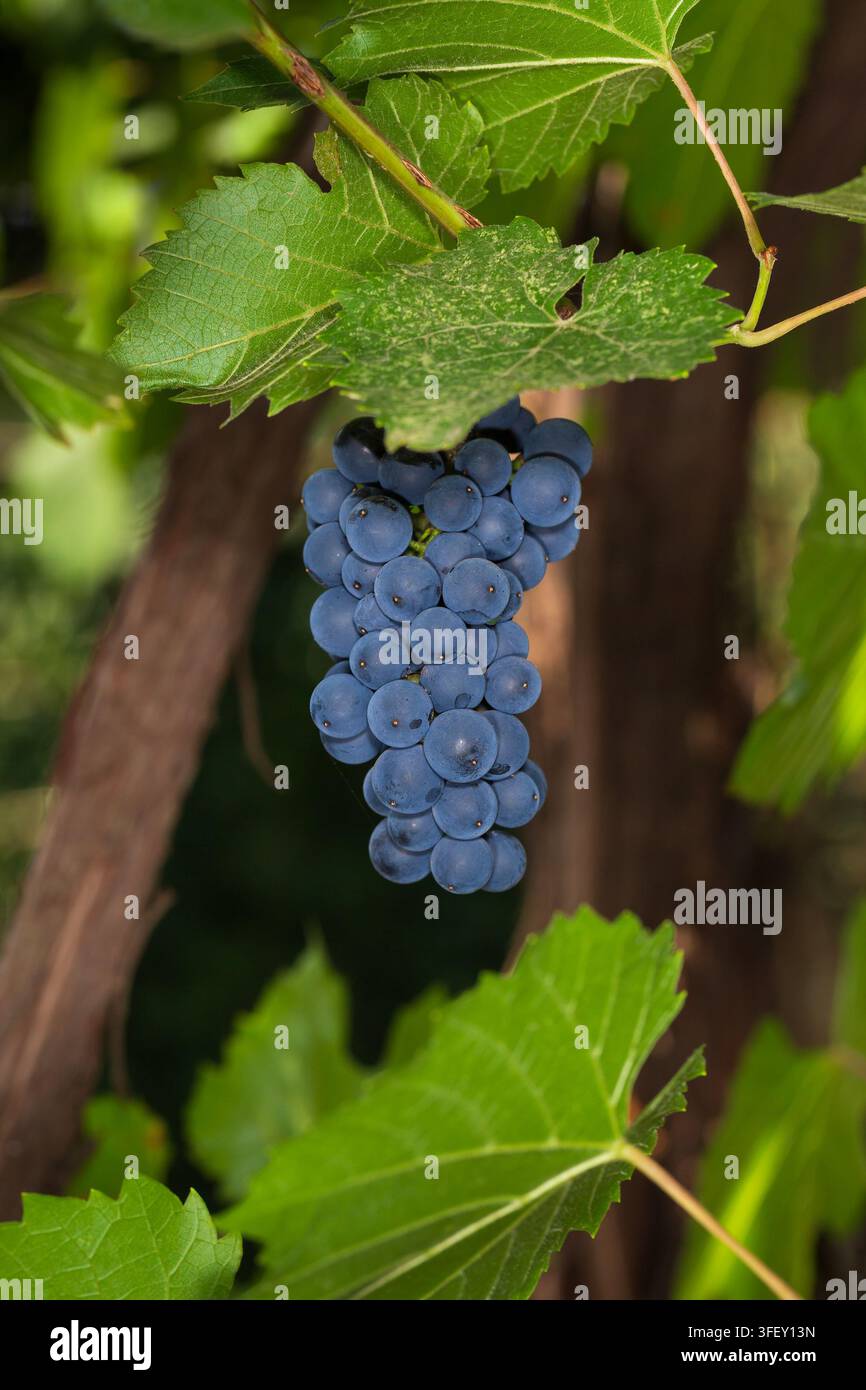 Un tas de raisins bleus mûrs parmi des feuilles vertes Banque D'Images