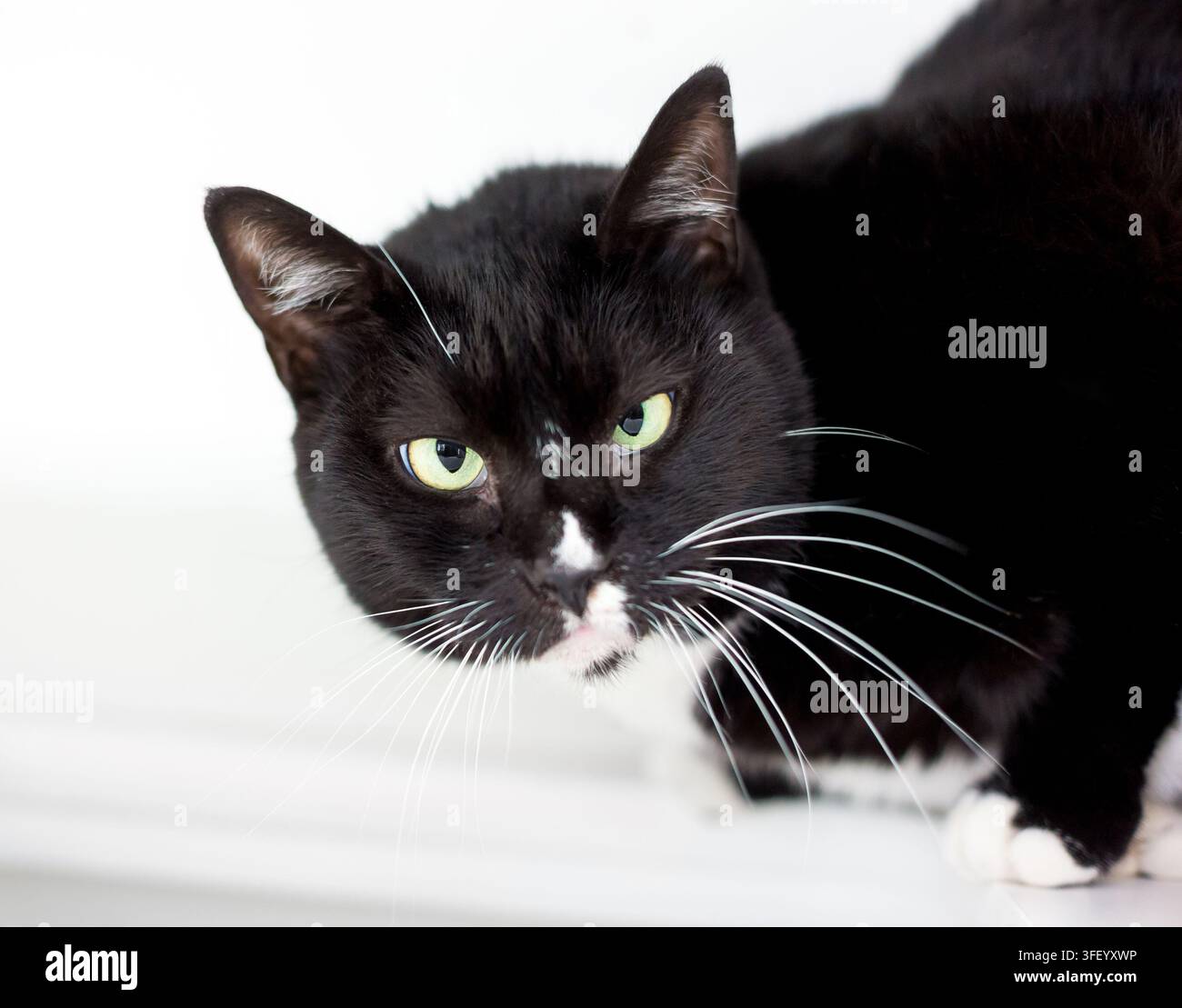 Un chat court noir et blanc croisé avec de longues moustaches Banque D'Images