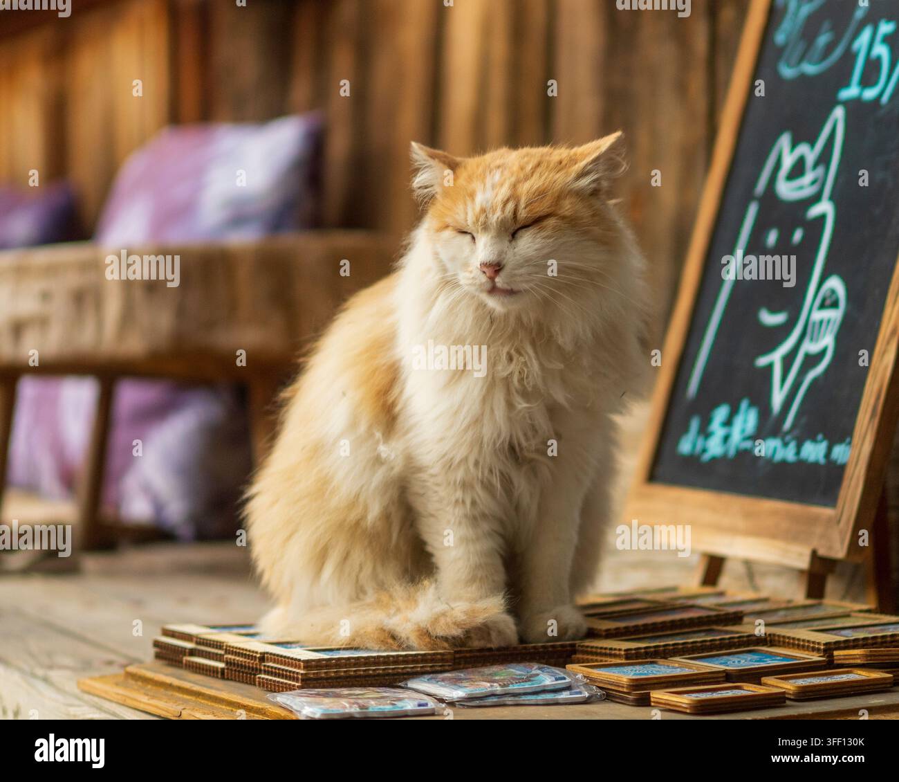 Chat duveteux somnolant à côté d'un panneau en tableau noir dans un café, vieille ville de Shaxi, Yunnan, Chine Banque D'Images