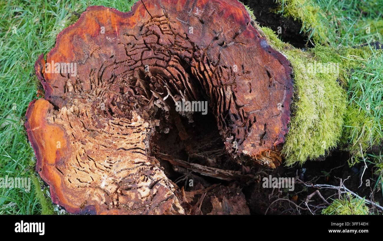Vue macro d'une section transversale de tronc en décomposition avec des galeries d'insectes complexes et du bois dur rouge dans la forêt tropicale valdivienne, Chili. Banque D'Images