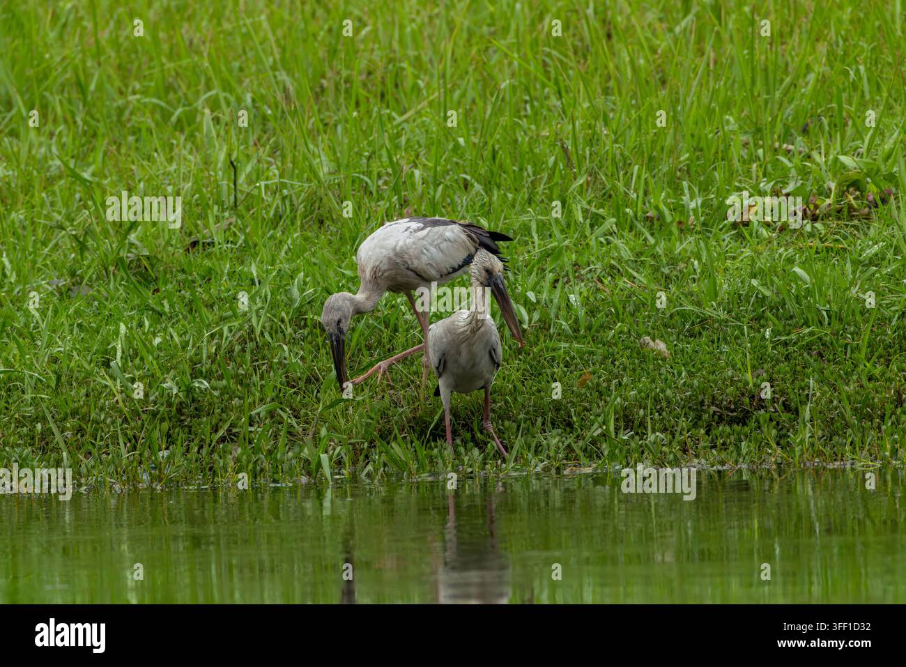 Ibis à bec ouvert d'Asie Anastomus Oscitans Banque D'Images