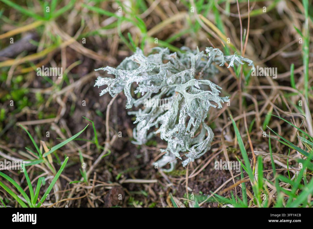 Lichen vert pâle poussant sur le sol entouré de brins d'herbe et de terre. Banque D'Images