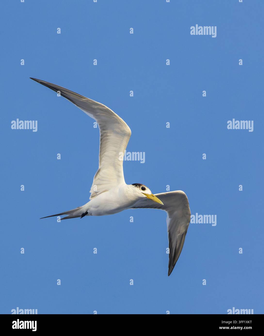 La Grande Terne à crête (Thalasseus bergii cristatus) en mer dans l'océan Pacifique, autour des îles Salomon. Banque D'Images