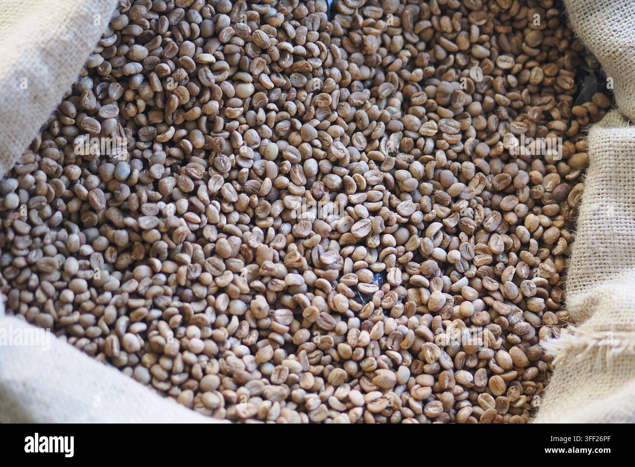 Des grains de café dans un sac en toile de jute prêts à être torréfiés Banque D'Images
