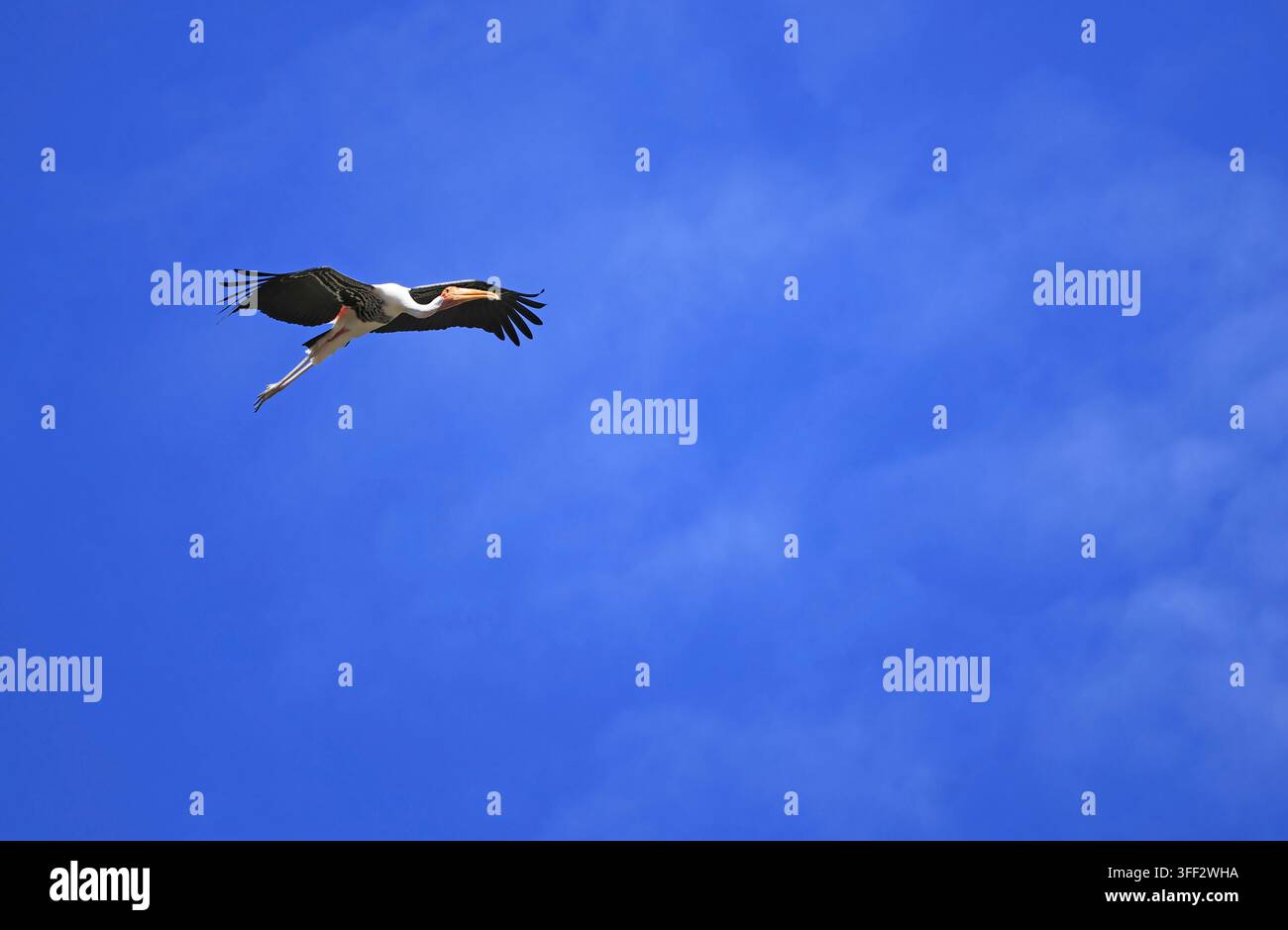 Une magnifique grande cigogne painted en vol avec les ailes déployées contre un ciel bleu vif ensoleillé Banque D'Images