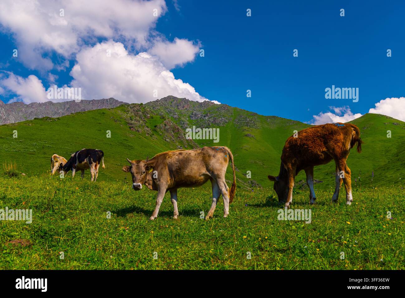 Trois vaches paissent paisiblement dans un pré verdoyant orné de fleurs sauvages. La scène présente des collines ondulantes et des sommets montagneux escarpés sous un ciel bleu éclatant. Banque D'Images