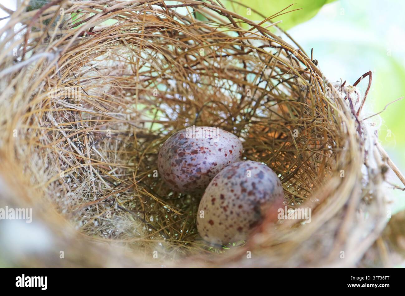 Grossissement d'un nid de bulbul à oreille rayée (Pycnonotus conradi) avec deux œufs sur un balcon résidentiel Banque D'Images