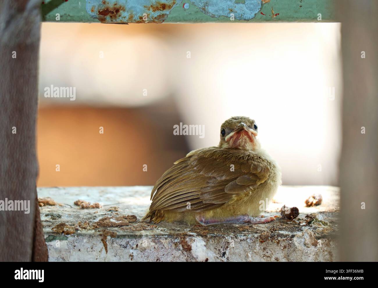 Joli bulbul aux oreilles rayées (Pycnonotus conradi) oisillon assis sur le rebord d'un balcon après avoir quitté le nid Banque D'Images