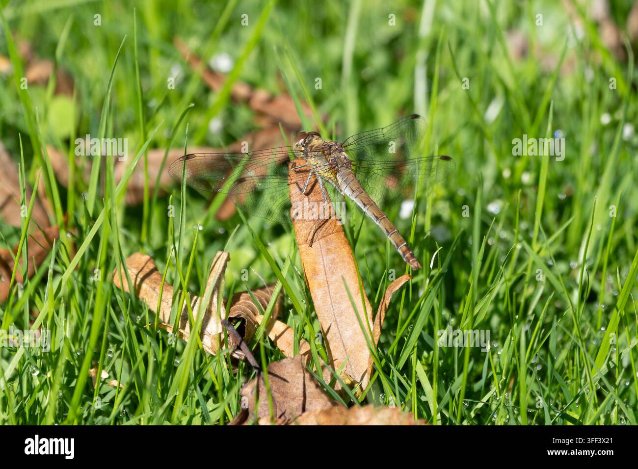 Photo macro d'une libellule agrile reposant sur la végétation montrant des ailes détaillées et un comportement naturel dans un habitat estival idéal pour les sujets de biodiversité Banque D'Images