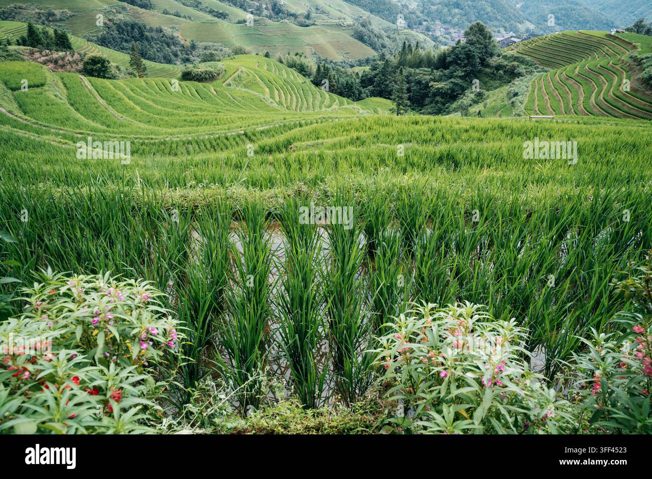 Rizières vertes luxuriantes sur des collines en terrasses à Longji, en Chine, pour l'agriculture traditionnelle de montagne Banque D'Images