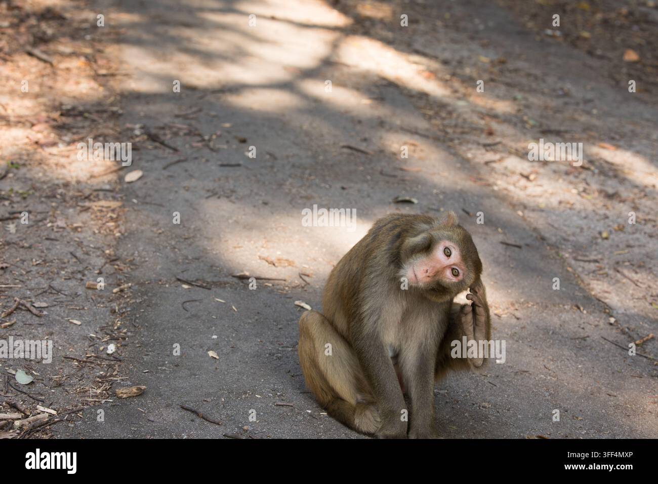 Un macaque rhésus se gratte la tête pour se toiletter sur un sentier du Kam Shan Country Park (Monkey Hill) dans les Nouveaux Territoires, à Hong Kong. Banque D'Images