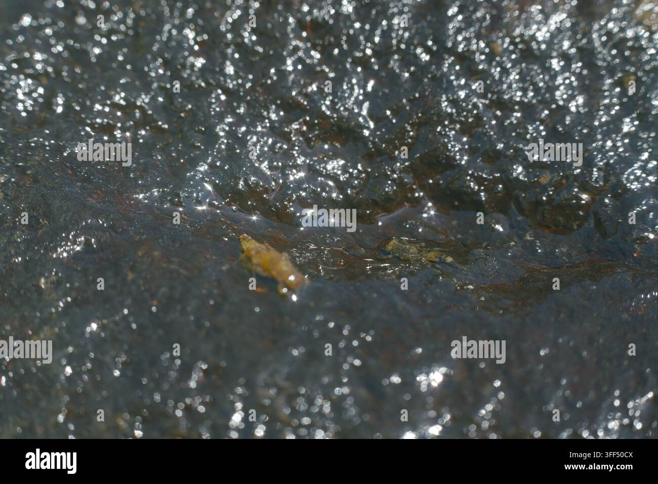 Vue rapprochée d'une pierre de rivière humide scintillant au soleil avec un bokeh naturel. Banque D'Images