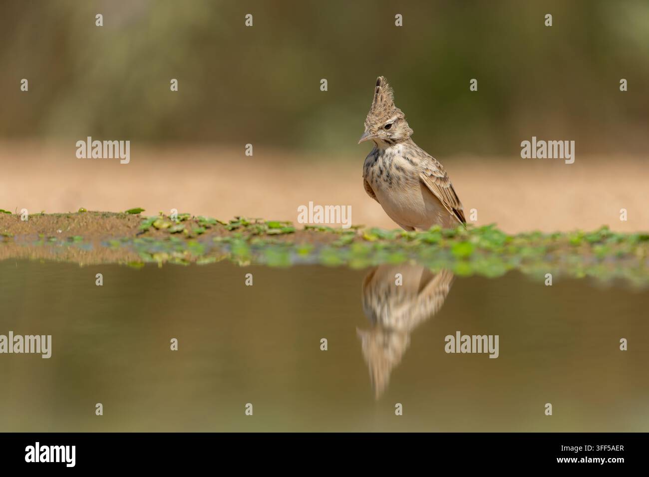 Alouette huppée (Galerida cristata) debout près du bord de l'eau avec un reflet clair dans la nature. Banque D'Images