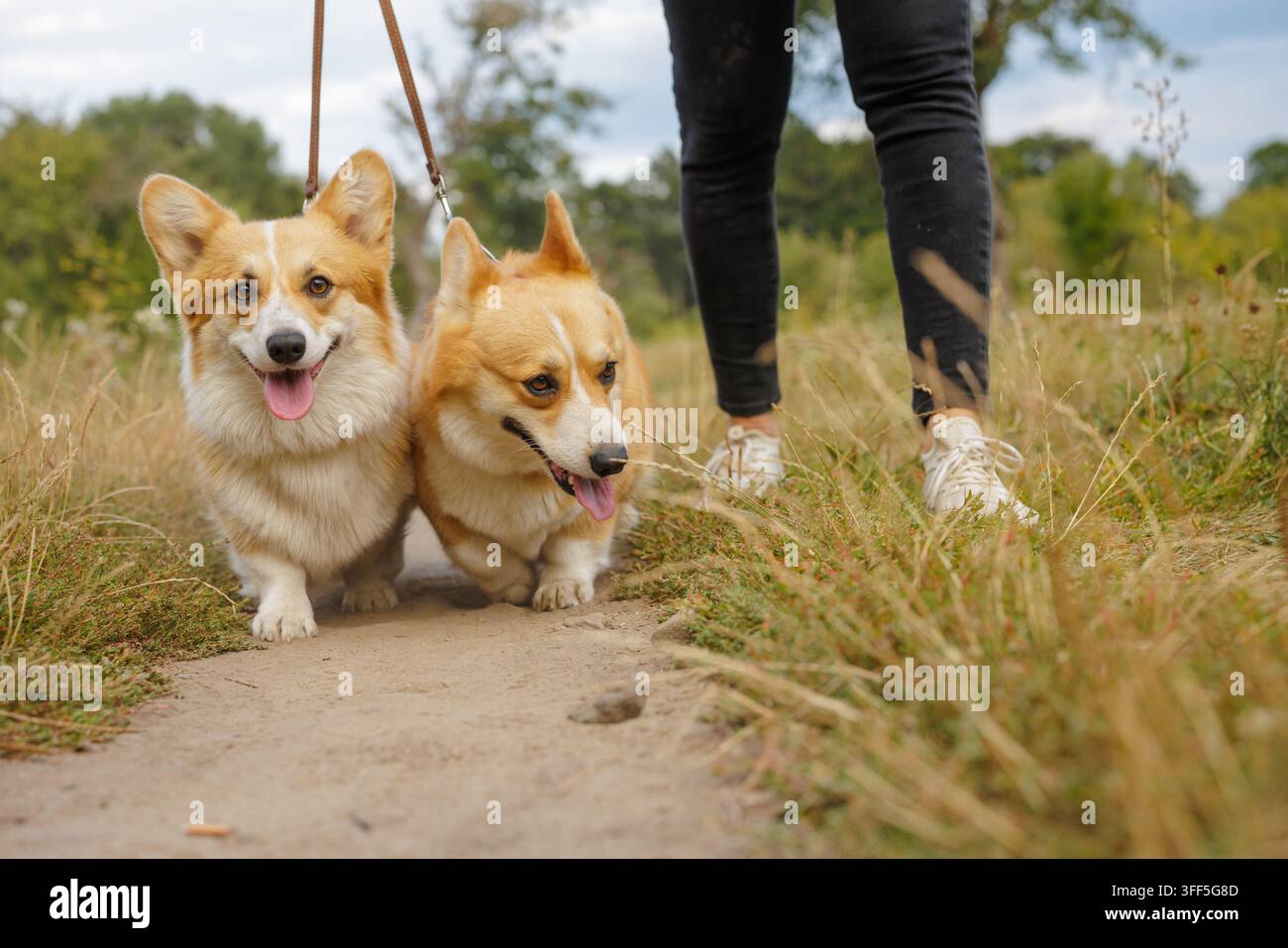 Deux chiens Corgi marchent en laisse à côté de leur propriétaire le long d'un sentier du parc, idéal pour promouvoir les services de promenade d'animaux, les soins aux chiens et un style de vie actif en plein air. Banque D'Images