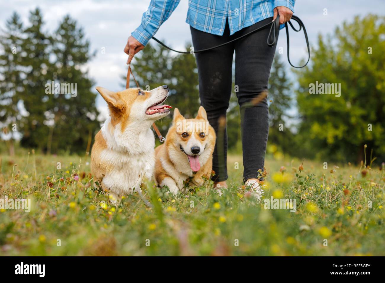 Vue en contre-plongée de deux chiens Corgi en laisse reposant près de leur propriétaire dans un parc herbeux, idéal pour les thèmes de soins des animaux, de promenades de chiens, d'amitié et de style de vie en plein air. Banque D'Images