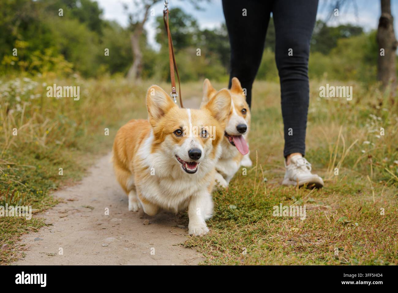 Deux chiens Corgi marchent en laisse avec leur propriétaire le long d'un sentier vert du parc, idéal pour promouvoir les services de promenade de chiens, les soins aux animaux et un mode de vie actif Banque D'Images