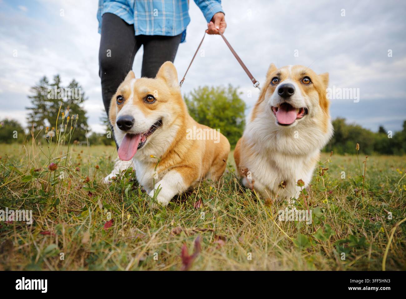 Vue en contre-plongée de deux chiens Corgi heureux promenés en laisse avec leur propriétaire dans un parc herbeux, idéal pour les soins aux animaux, les promenades de chiens et le style de vie en plein air Banque D'Images