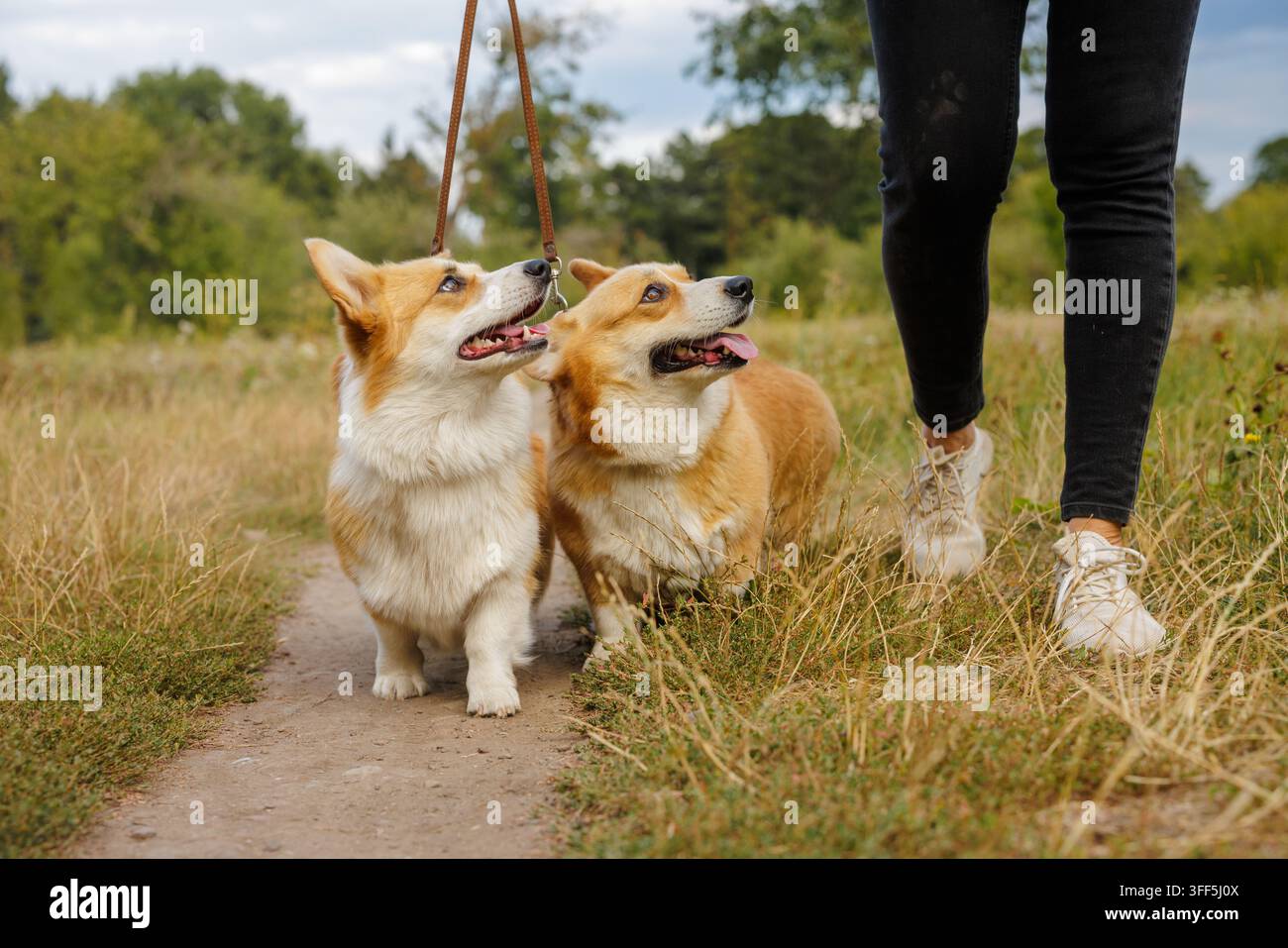 Deux chiens Corgi marchent en laisse à côté de leur propriétaire le long d'un sentier herbeux du parc, idéal pour promouvoir les services de promenade de chiens, les soins aux animaux ou le style de vie en plein air Banque D'Images