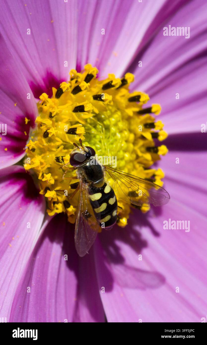 Mouche volante Syrphus Ribesii sur tête de fleur de cosmos rose Banque D'Images