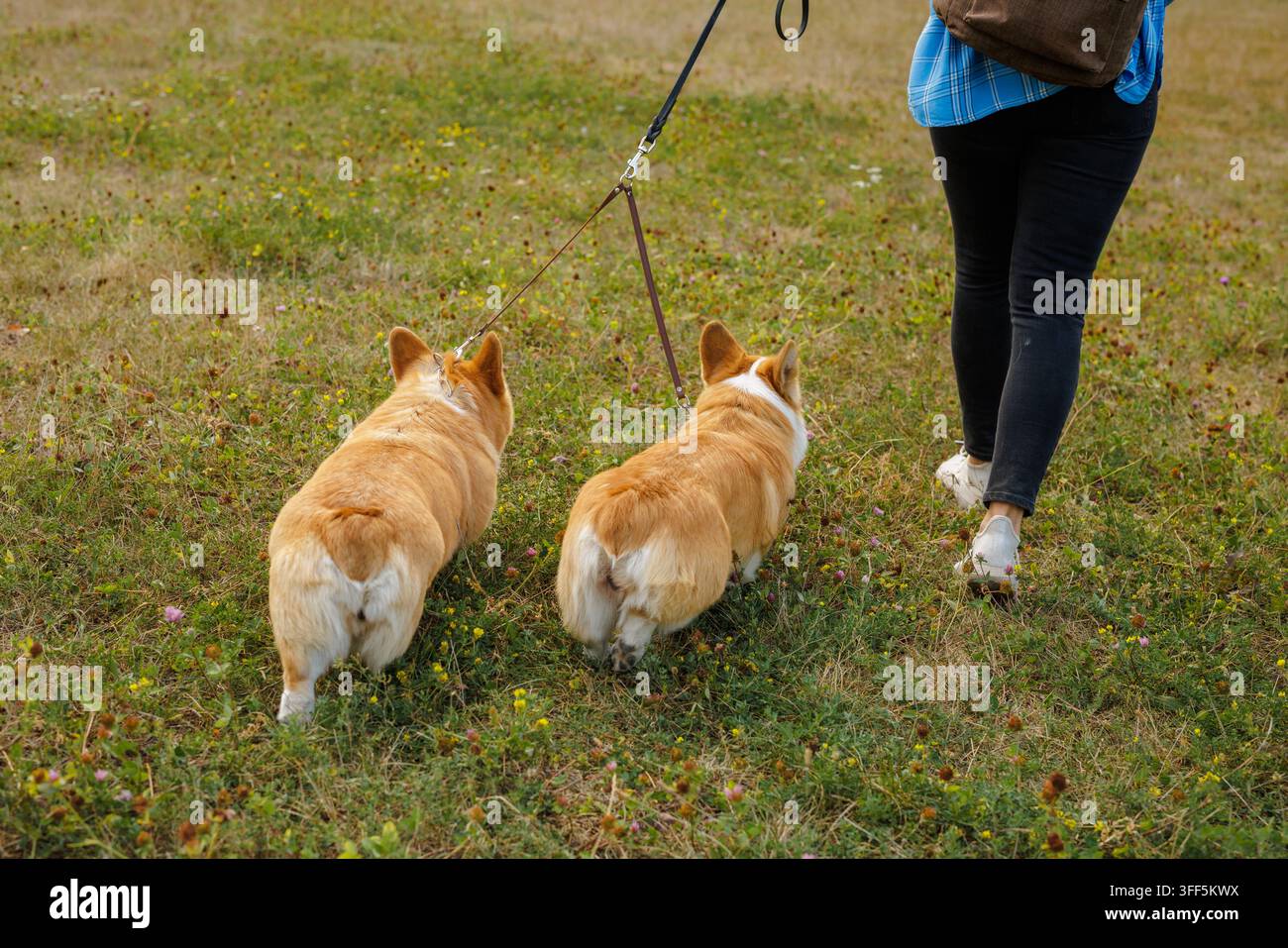 Vue arrière d'une femme promenant deux chiens Corgi en laisse à travers un champ herbeux du parc, idéal pour les soins aux animaux, le service de promenade de chiens ou les thèmes de style de vie en plein air Banque D'Images