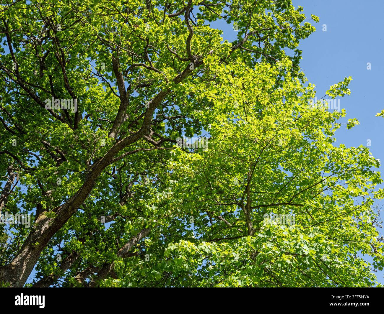 Canopée de platane avec un feuillage vert frais du printemps Banque D'Images