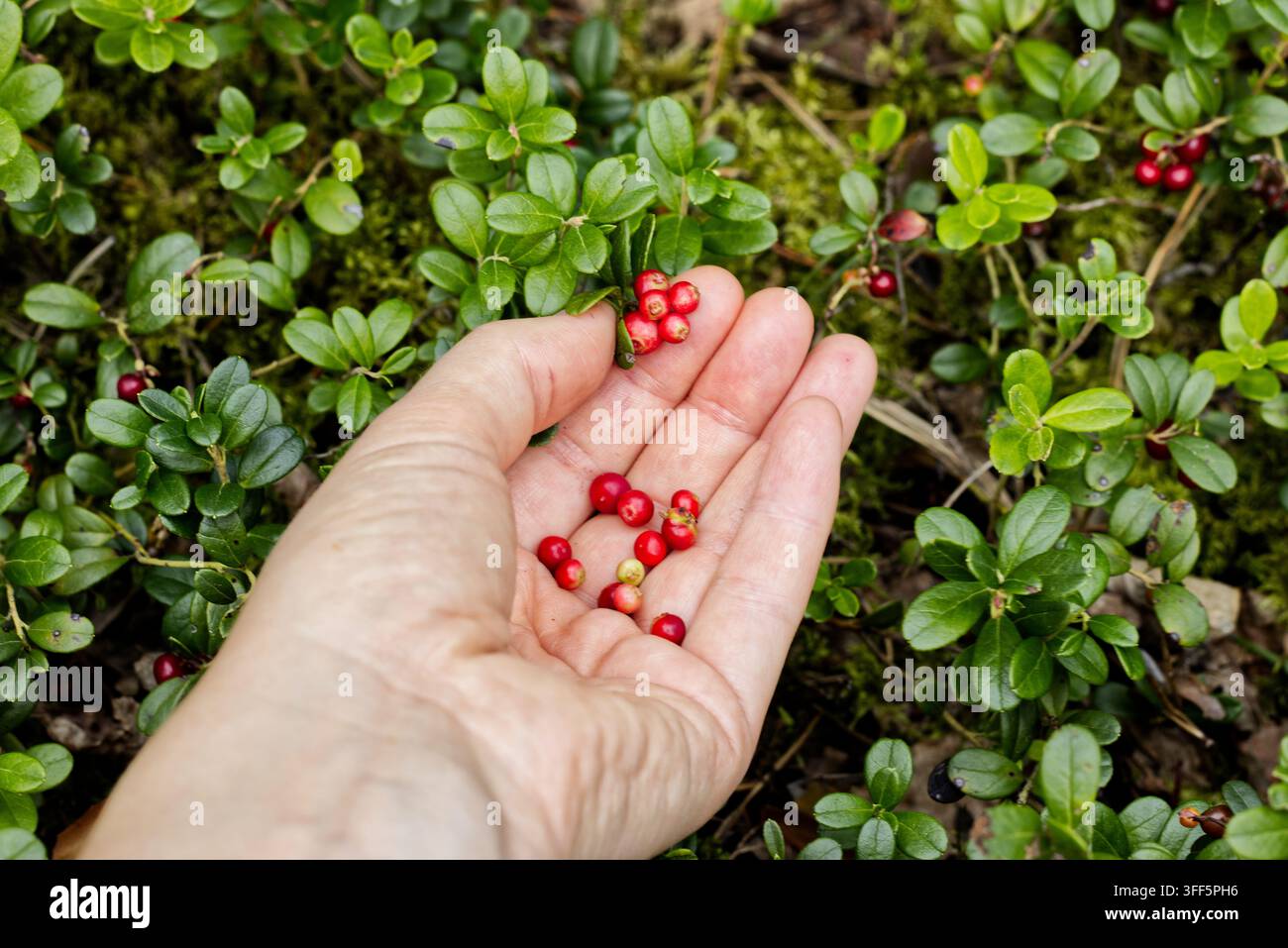 Main cueillant des airelles rouges mûres parmi les feuilles d’airelle vertes et la mousse sur le sol de la forêt Banque D'Images