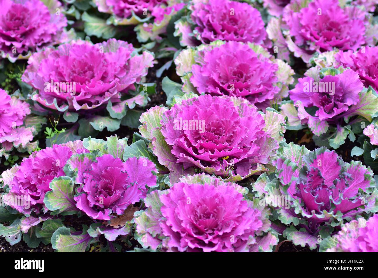 Chou ornemental vibrant (Brassica oleracea), également connu sous le nom de chou fleuri ou chou décoratif, avec un feuillage comestible coloré pour les jardins. Banque D'Images
