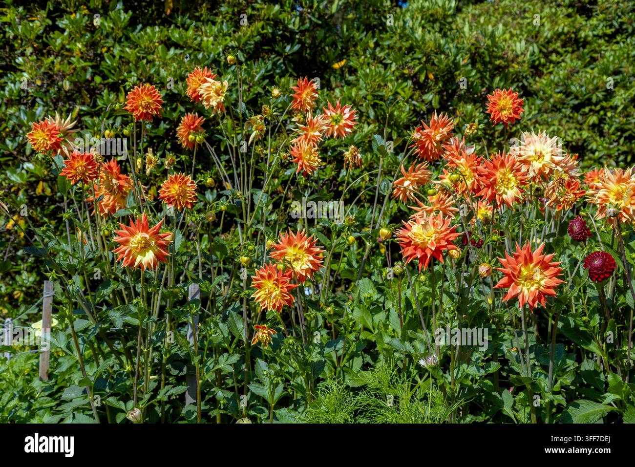 Fleurs de dahlia orange et jaune éclatantes en pleine floraison dans un cadre de jardin, 610 pipeline Rd, Vancouver, BC Canada Banque D'Images