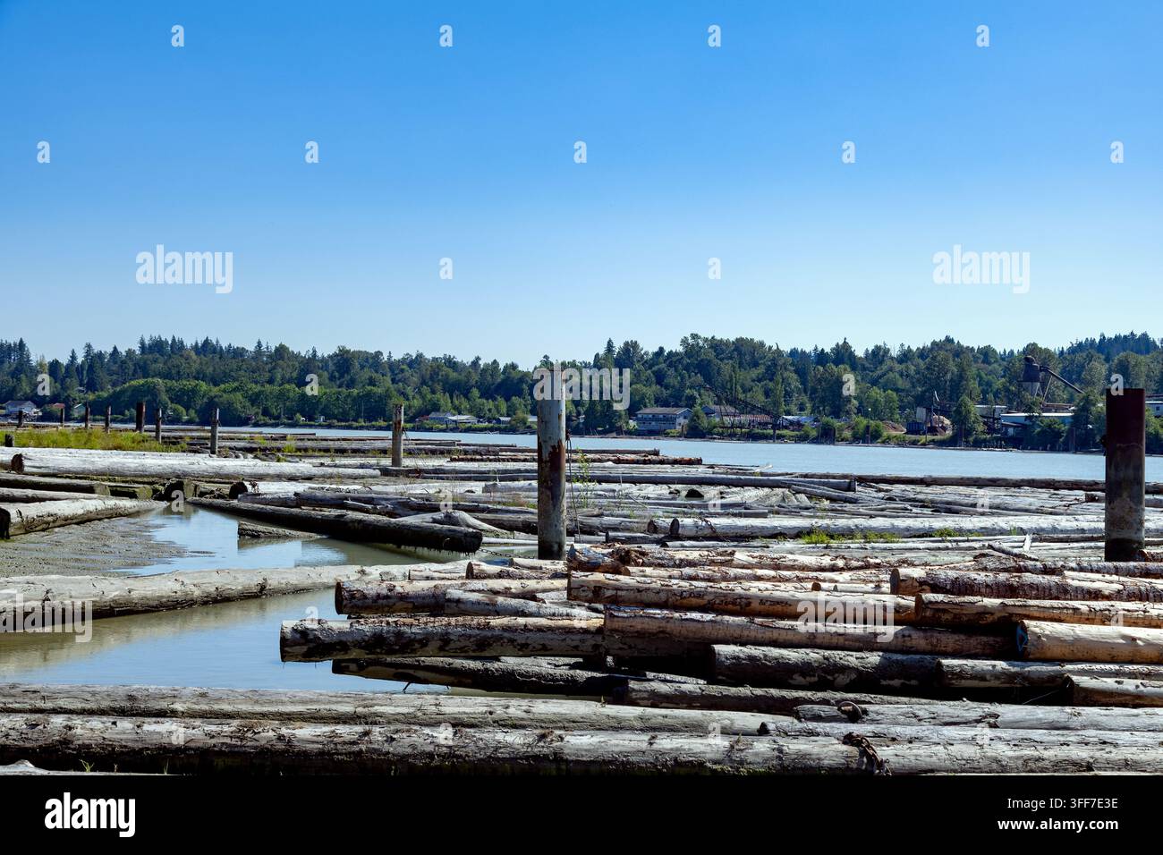 Un énorme radeau de grumes flotte sur l'eau calme avec une forêt luxuriante en arrière-plan, Dyke Rd, Surrey, BC V4N 4R 1, Canada Banque D'Images