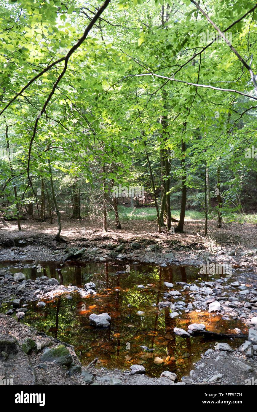 Un ruisseau rocheux peu profond reflète les arbres et les feuilles vertes à Hoegne Ardennes en Belgique, créant une forêt verte estivale tranquille pour la randonnée, le trekking et les promenades Banque D'Images