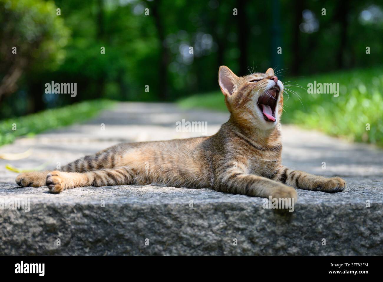 Le chat tigré est allongé sur le sol dans le parc Banque D'Images