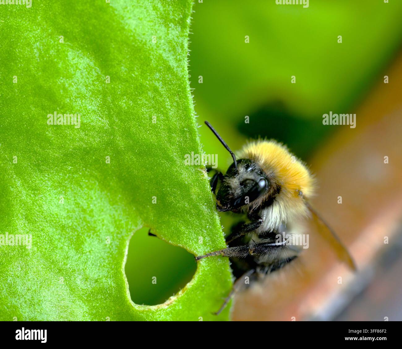 Abeille cardère commune reposant sur une feuille. Banque D'Images