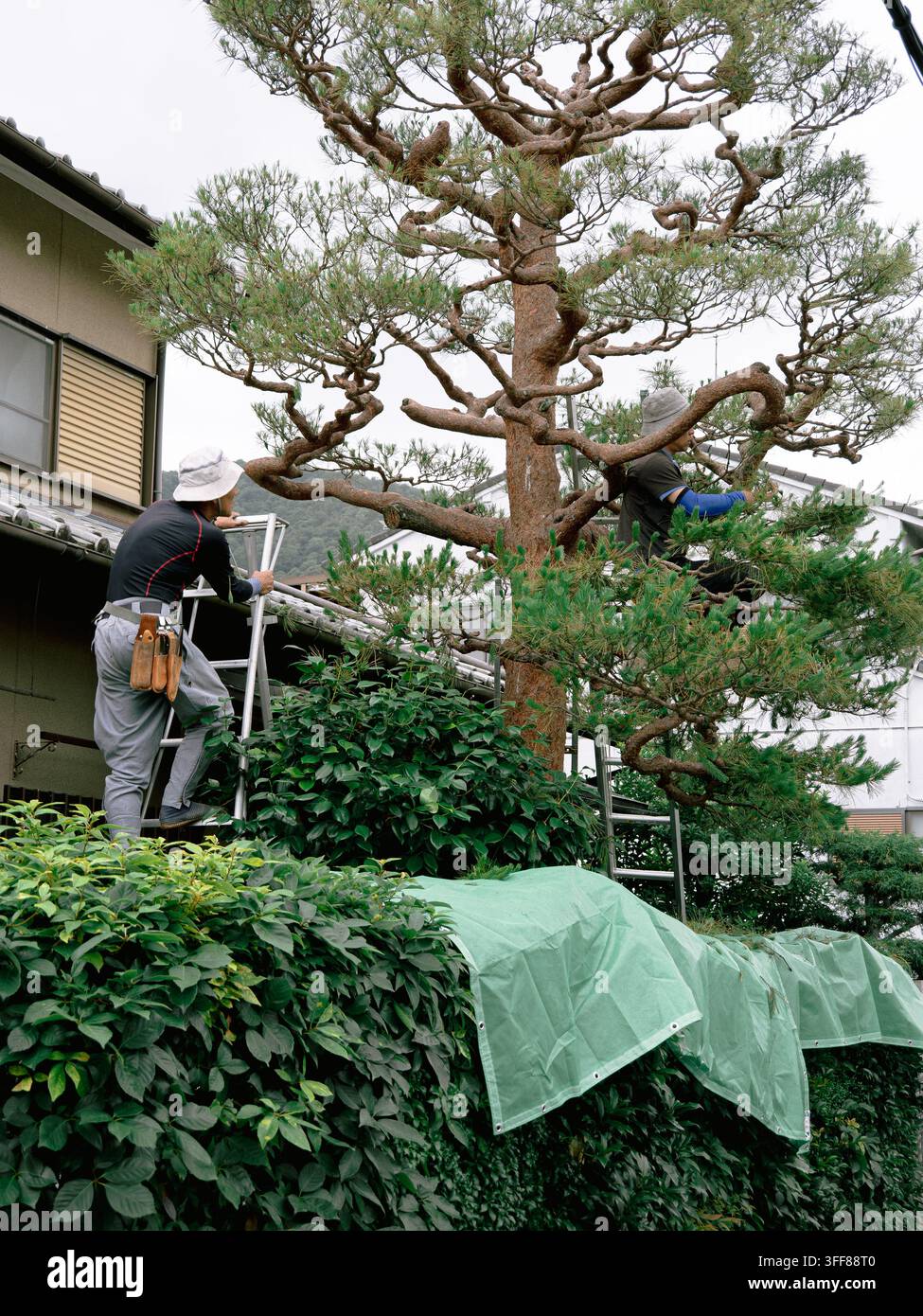 Deux jardiniers taillant un grand pin sur des échelles devant une maison japonaise traditionnelle, Kyoto, Japon Banque D'Images