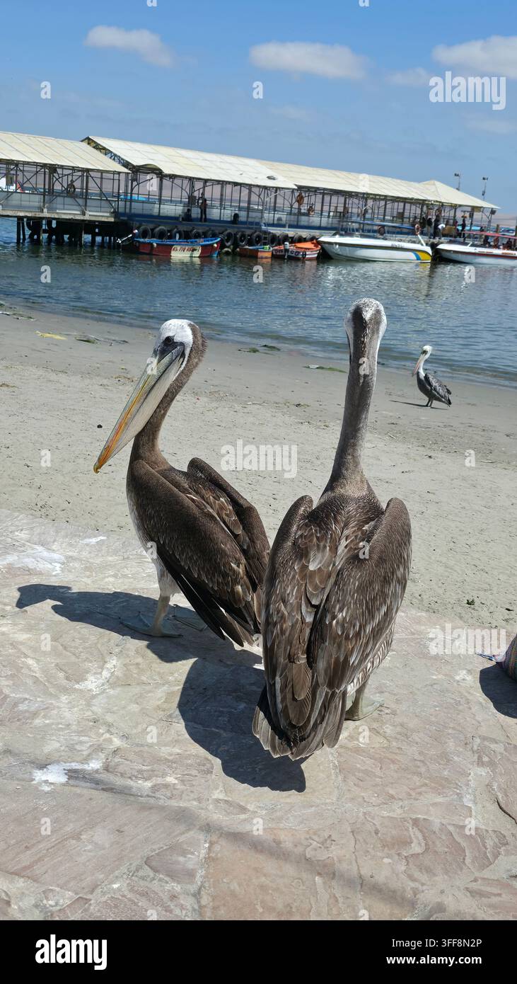 Pélicans à Paracas - Image de stock capturée avec un smartphone