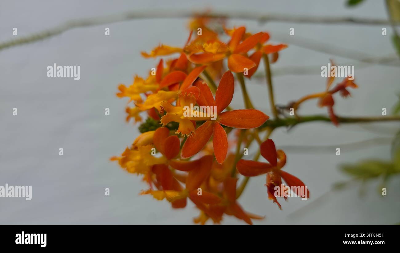Belle Orchidée croisée au Pérou - Image de stock capturée avec un smartphone