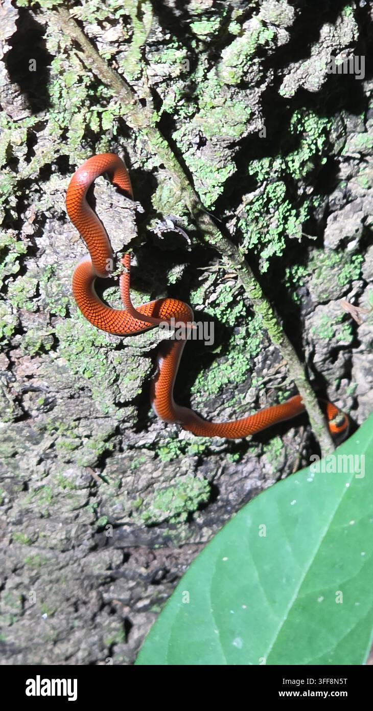 Bébé serpent dans la forêt amazonienne - Image de stock capturée avec un smartphone