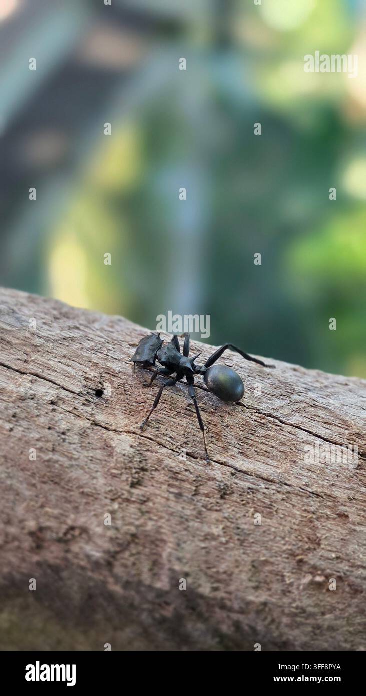 Fourmi dans la forêt amazonienne - Image de stock capturée avec un smartphone