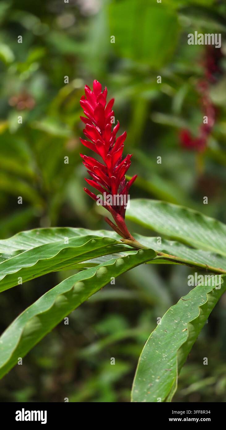 Fleurs dans la forêt amazonienne - Image de stock capturée avec un smartphone