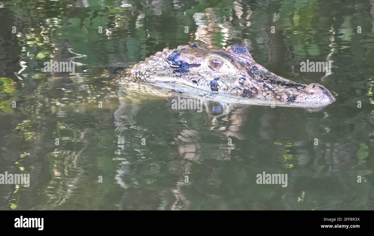 Alligator dans le fleuve Amazone - Image de stock capturée avec un smartphone