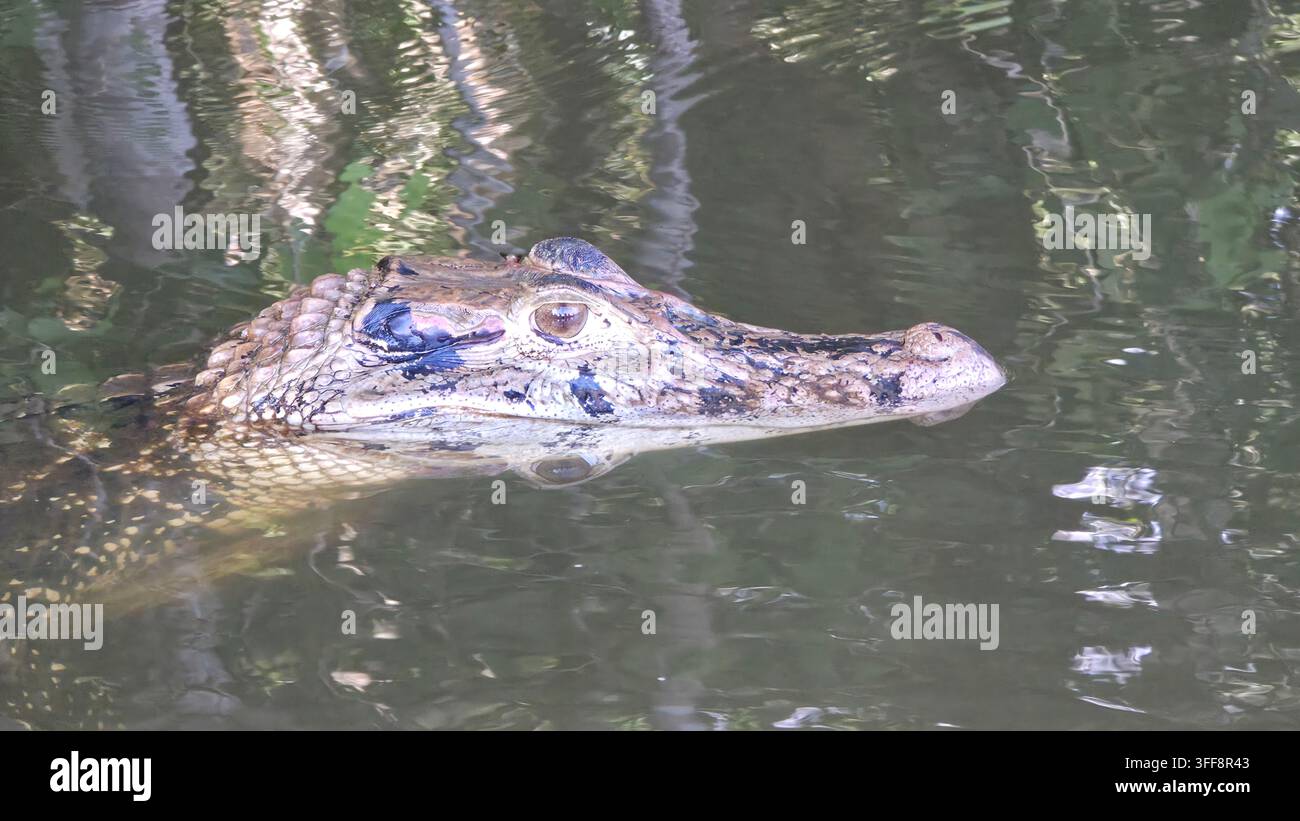 Close-up d'un alligator en Amazonie - Image de stock capturée avec un smartphone