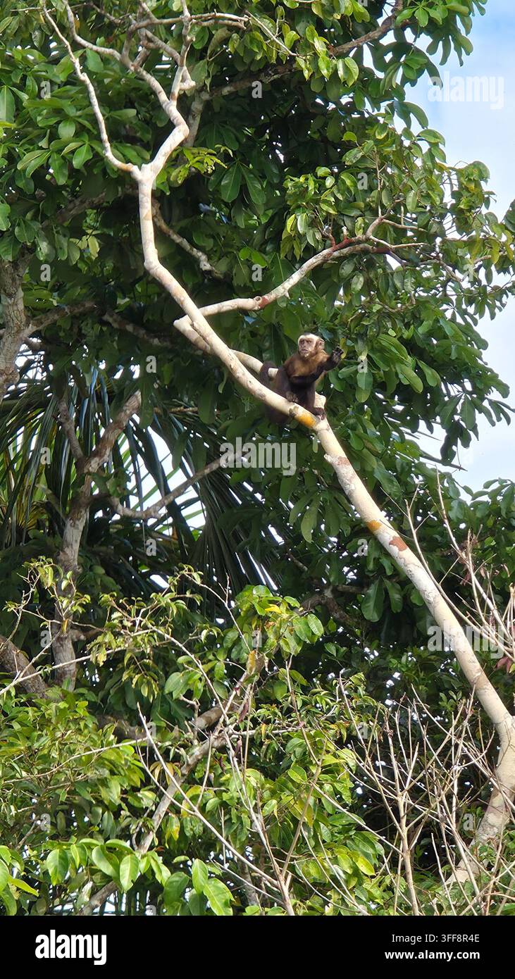 Singe sur un arbre - Image de stock capturée avec un smartphone