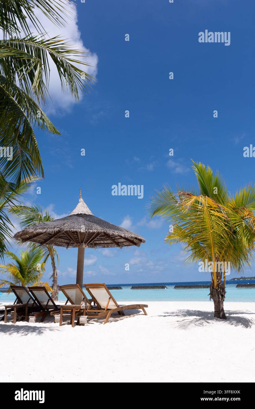 Un seul palmier se dresse contre un vaste horizon bleu sans nuages Banque D'Images