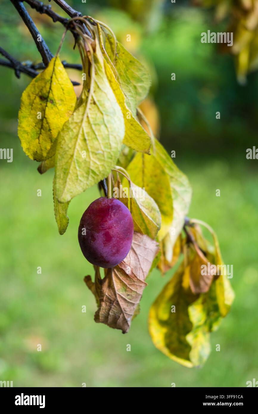 Une prune violette mûre est suspendue à une branche desséchée avec des feuilles d'automne jaunies. Une lumière chaude met en valeur la peau lisse du fruit devant un flou vert doux Banque D'Images