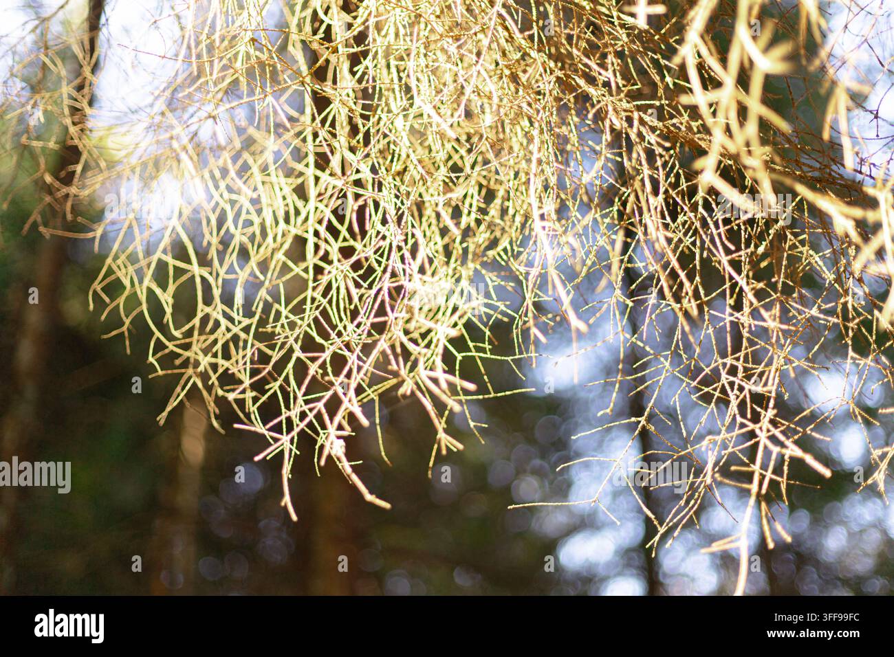 Close-up de lichens vert pâle et jaune poussant sur des branches minces dans un cadre boisé avec un fond flou doux. Banque D'Images