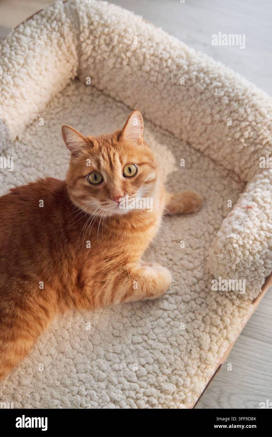 Chat roux tigré reposant confortablement sur un lit moelleux pour animaux de compagnie dans une maison confortable. Des textures douces et une lumière du jour chaude créent une scène de style de vie paisible pour moderne Banque D'Images