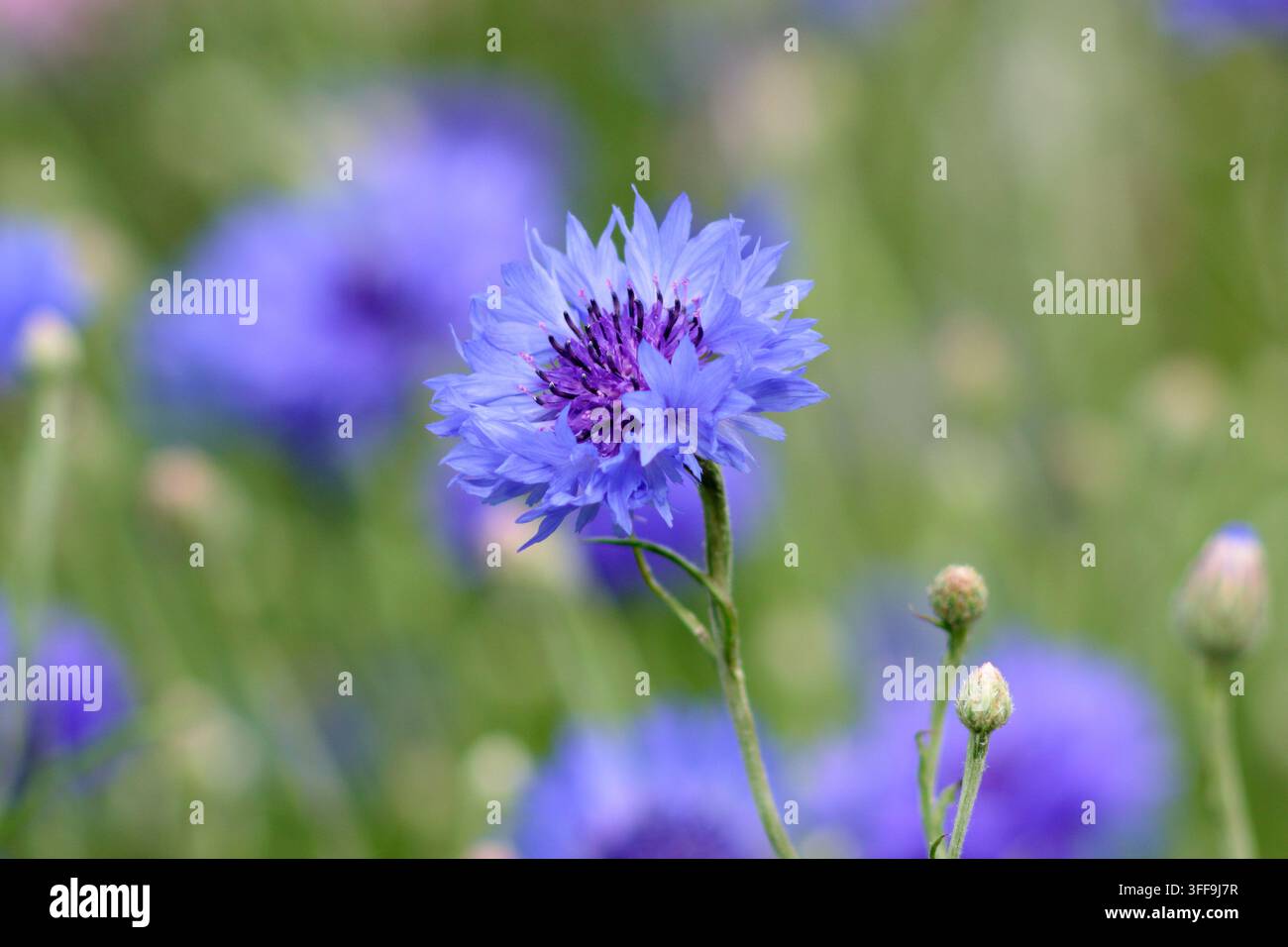 Bleuet. Bleuets Banque D'Images