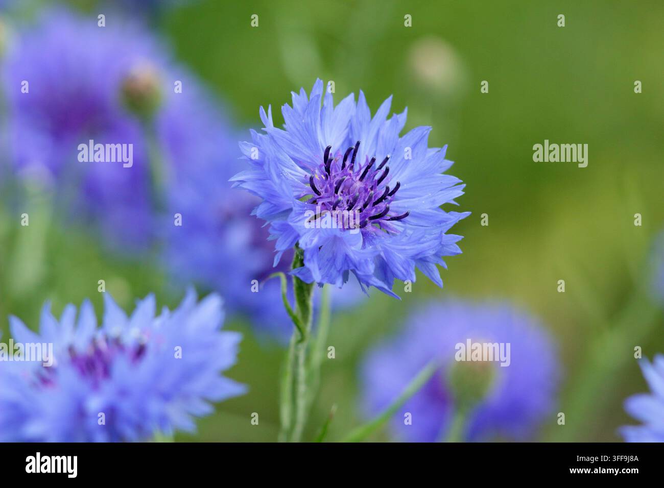 Bleuet. Bleuets Banque D'Images